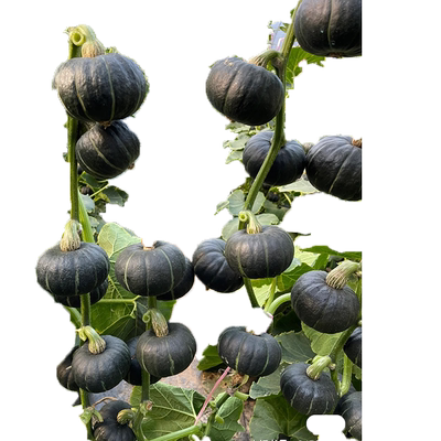 绿贝贝南瓜种籽正宗板栗奶油南瓜