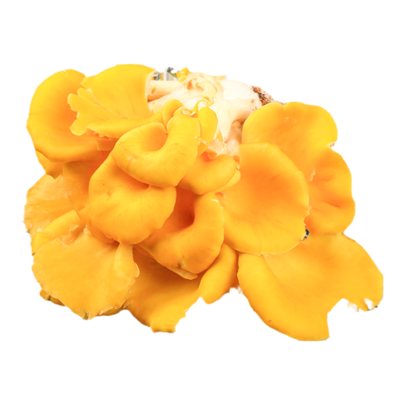 当季榆黄菇鸡油黄食用菌菇火锅