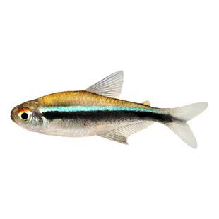 黑霓虹灯热带鱼小型群游灯鱼黑线灯黑霓虹光管黑莲灯水草缸活体鱼