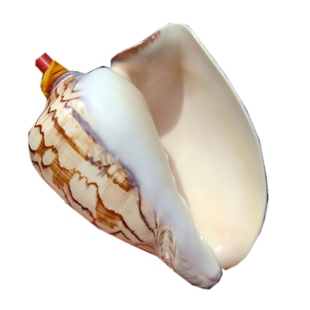 天然海螺哨大海螺响螺号贝壳工艺品创意小礼物儿童玩具吹号把玩件