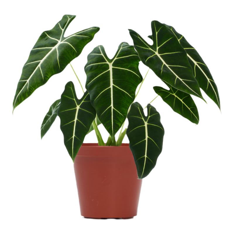 不需要阳光的植物室内桌面盆栽花卉绿植水培绿萝吊兰适合懒人养的