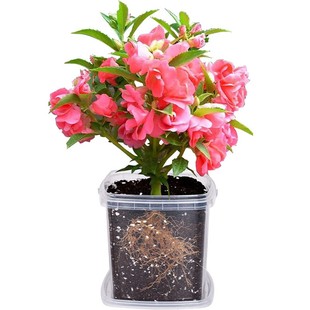 凤仙花种籽小学生实验观察七彩指甲花儿童种植小盆栽植物种子套装