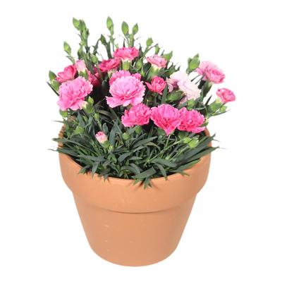 多年生康乃馨带花苞盆栽