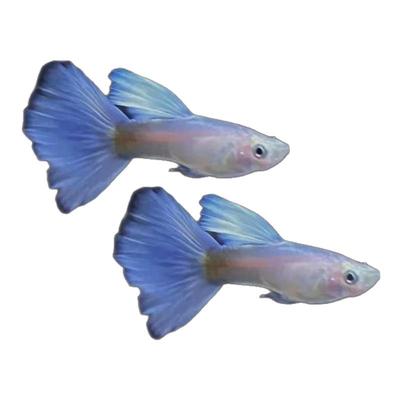 拉朱莉紫尾紫色孔雀鱼