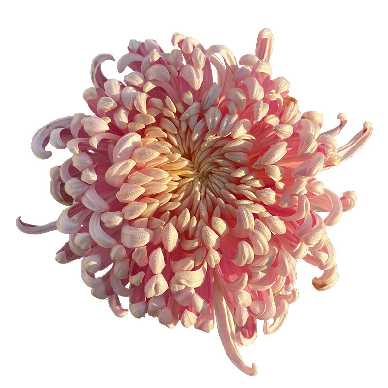 天狼传统菊花草本花卉