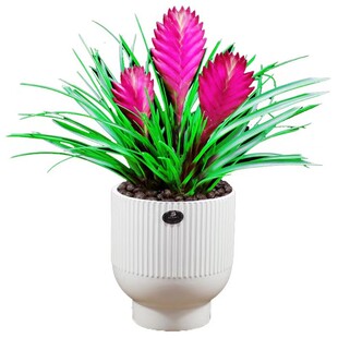 铁兰花盆栽办公室内花四季好养阳台带花植物客厅净化空气桌面绿植