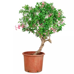 金银花盆栽忍冬红黄绿色金银花树苗攀援浓香花卉鸳鸯藤爬藤绿植物