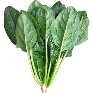 三系杂交寒秀F1肉菠菜种子 早春秋冬季高产四季耐寒冬蔬菜种籽秋
