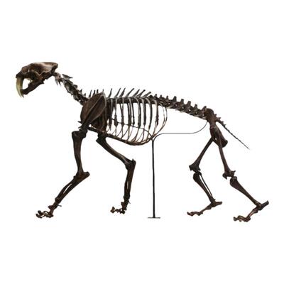 BoneClones定制科教模型