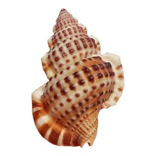 天然海螺贝壳厂家直销鳄皮螺鱼缸水族箱造景diy手工风铃创意摆件