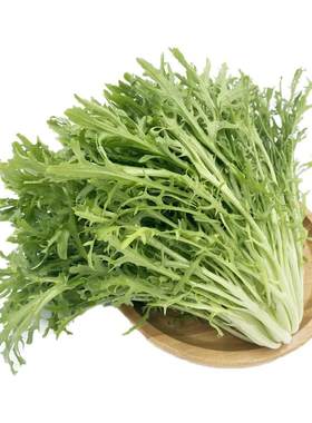 新鲜苦叶生菜蔬菜沙拉食材狗牙菜
