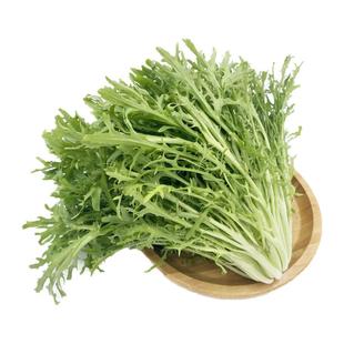 【槿馐】苦细叶500g 新鲜苦叶生菜蔬菜苦菊沙拉食材狗牙菜苦苣