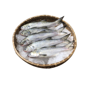 马友鱼新鲜鲜活三份包邮深海海鲜鱼清蒸鱼整条海捕水产水产午笋鱼