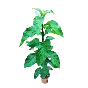 正宗南非叶种苗 将军叶中药材树苗苦叶茶扁桃斑鸠粗壮植物苗盆栽