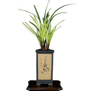 翁源兰花苗高端老种四季建兰高山春色红香妃带花浓香好养室内盆栽