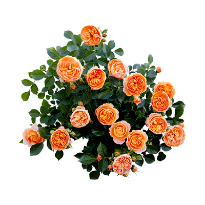 惠惠的花园藤本/灌木蓝色阴雨索菲罗莎小苗勤花丰花庭院阳台盆栽