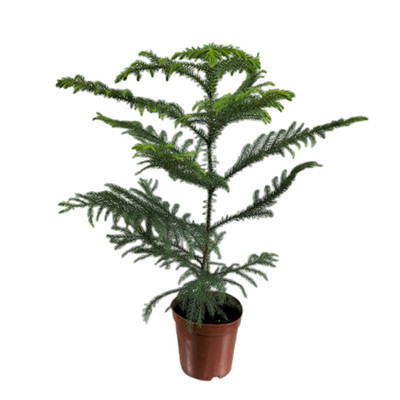 圣诞树南洋杉室内美观圣诞节