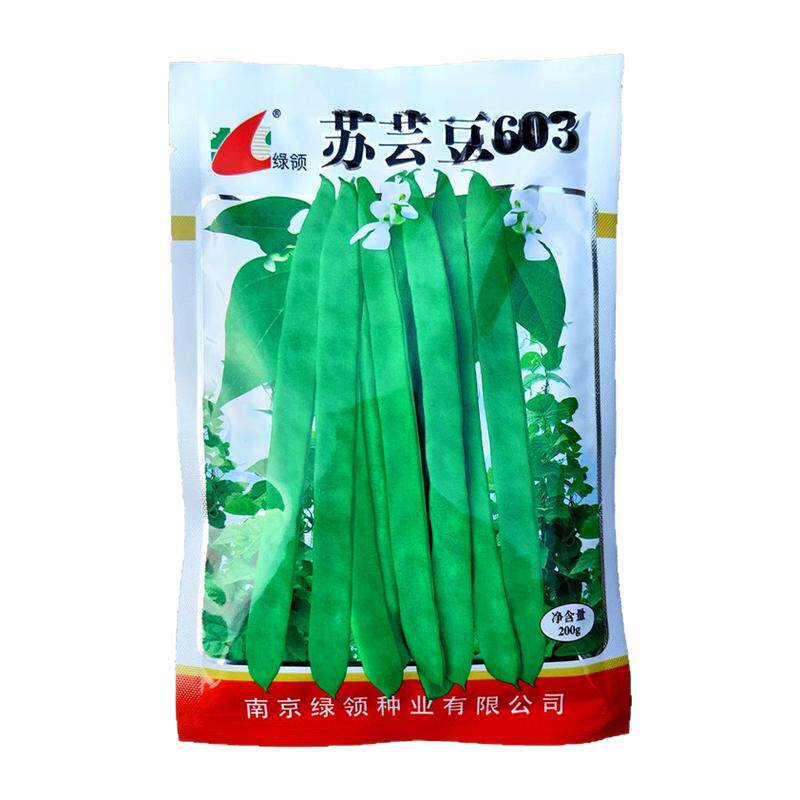 四季豆种籽蔬菜种孑字苏芸豆种子