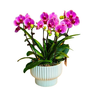 蝴蝶兰盆栽带花精品兰花大花冬季开花室内植物花卉四季好养活墨兰