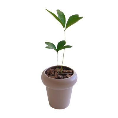 墨西哥铁树室内外吸甲醛绿植盆栽