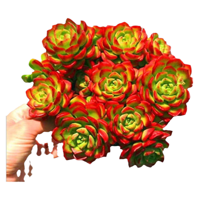 火焰蒂亚手捧花卉老桩秀妍劳尔稀有品种多肉植物火祭带盆栽蓝精灵