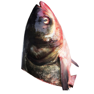 千岛湖鱼头 新鲜花链鱼头 胖头鱼头 鳙鱼头大头鱼 淡水鱼头 海鲜