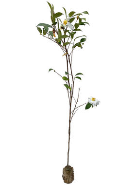 广西白花油茶苗高产嫁接带土发货