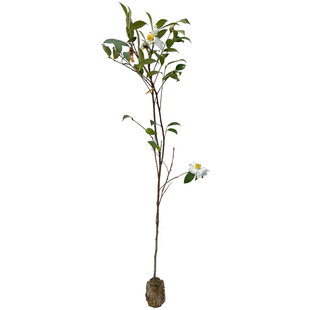 油茶苗广西软枝茶子树嫁接高产茶油树大果白花茶油树苗南北方带土