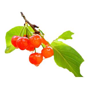 樱桃树果苗正宗车厘子树苗庭院北方南方种植大樱桃苗树水果树大全