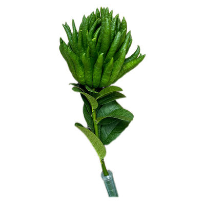 带枝水养金华佛手香橼观赏插花