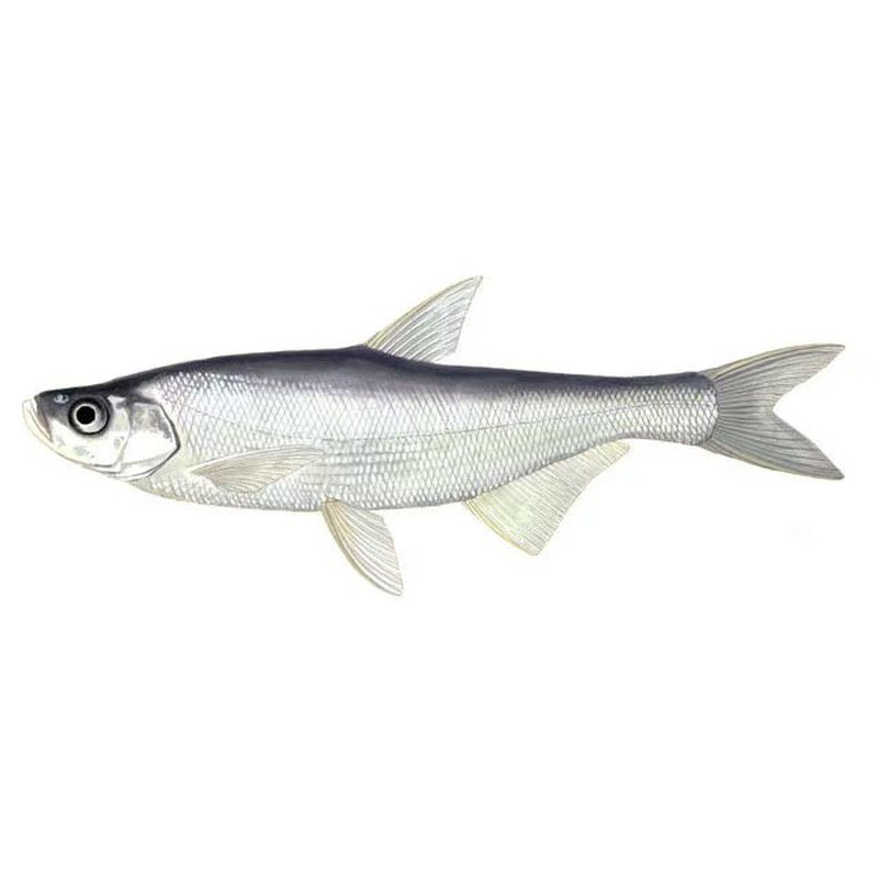 冷冻麦穗鱼喂龙鱼角蛙饵料