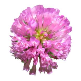 进口红白三叶草种子花籽四季青草坪牧草籽多年生易活果园绿肥植物