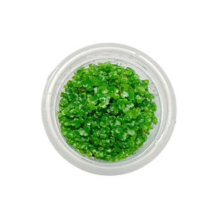 【天湖荽】无菌杯三裂天湖荽新手懒人前景草鱼缸专用净化水草造景