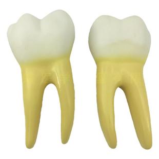 人体牙齿模型磨牙放大解剖2部件牙齿结构牙模玩具幼儿园儿童教具