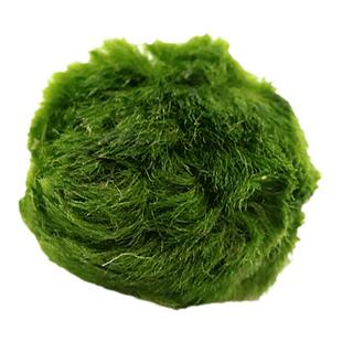 鱼缸真水草绿藻球水藻球造景草缸装饰活体淡水水草种子籽水草植物