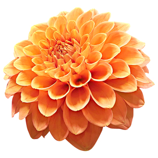 大丽花种球根花卉盆栽庭院鲜花种子四季种易活花苗大丽菊花地瓜花