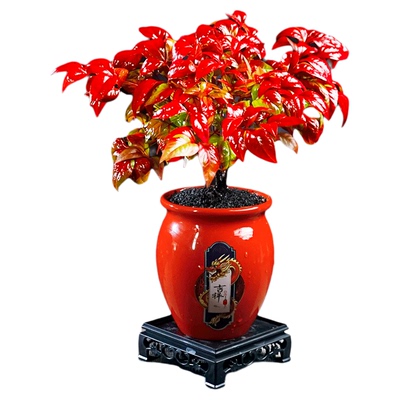 【越冷越红】火焰南天竹客厅绿植桌面盆栽好养易活禅意创意盆景