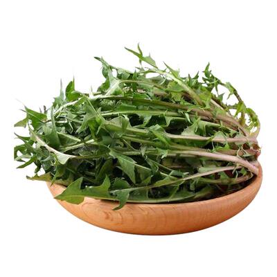 野生蒲公英，新鲜现挖！