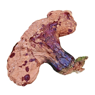 东北野生灵芝深山整枝灵芝中药材干货正品泡酒专用纯野生天然赤灵