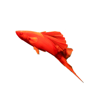 高帆朱砂红剑鱼菊花红剑狼牙帆血红剑鱼胎生鱼热带鱼观赏鱼活体鱼