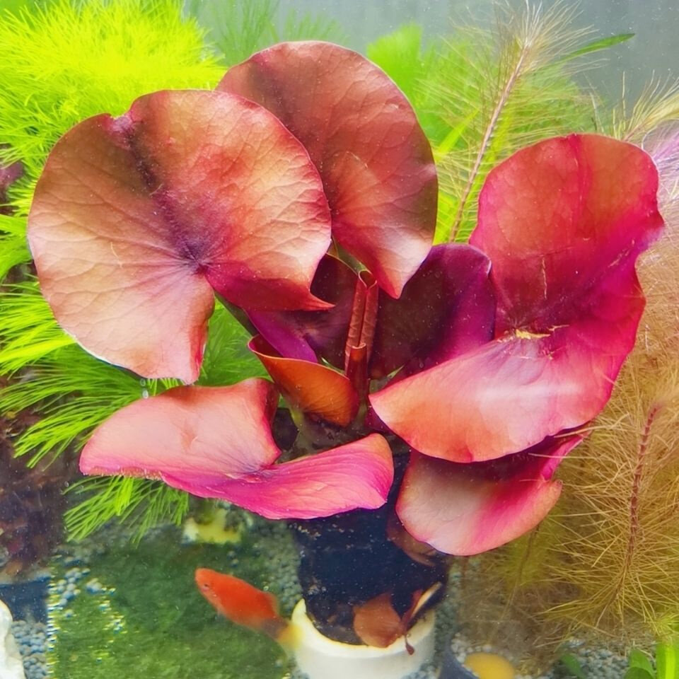 红荷根真水草鱼缸水族箱懒人造景红河根中景后景水草会开花的水草