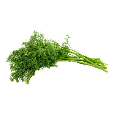 沁蕊新鲜莳萝草dill刁草茴香