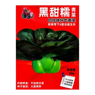 黑甜糯苏州青菜种子四倍体矮脚黑叶小青菜种籽高产抗病耐寒蔬菜种