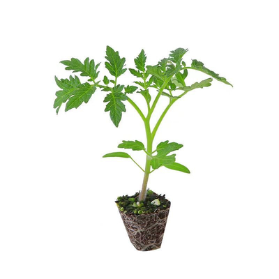 广东老品种大红果番茄苗