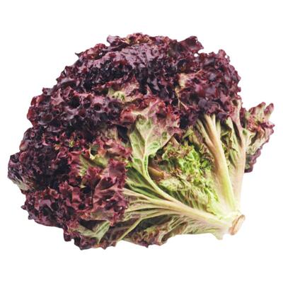 红宝石生菜种子耐热高产酥脆浓郁