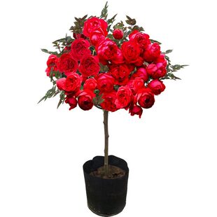 花卉月季庭院高杆棒棒糖苗树桩四季特大玫瑰树状植物盆栽阳台开花