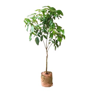 精品龙眼树苗特大果树苗储良石硖桂圆庭院南方四季种植地栽盆栽苗