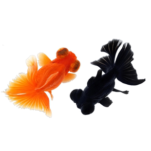 金鱼活鱼黑龙睛红龙睛观赏鱼小型活体冷水鱼淡水鱼好养耐活小鱼苗