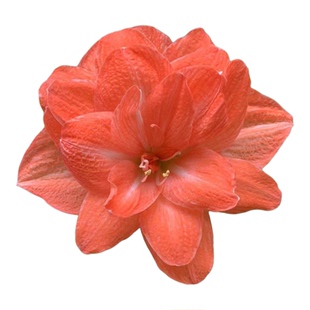 现货精品重瓣澳洲朱顶红 安吉拉(店铺重启,活动进行中)