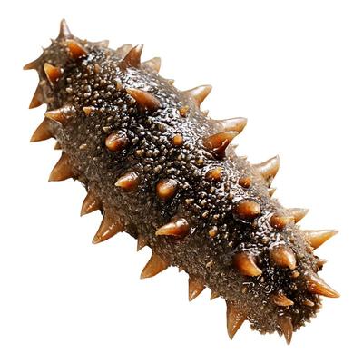 【5S款】大连辽刺参冷蒸即食海参正品官方旗舰店孕妇滋补年货送礼